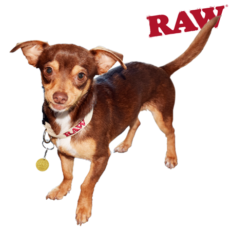 RAW Dog Collars